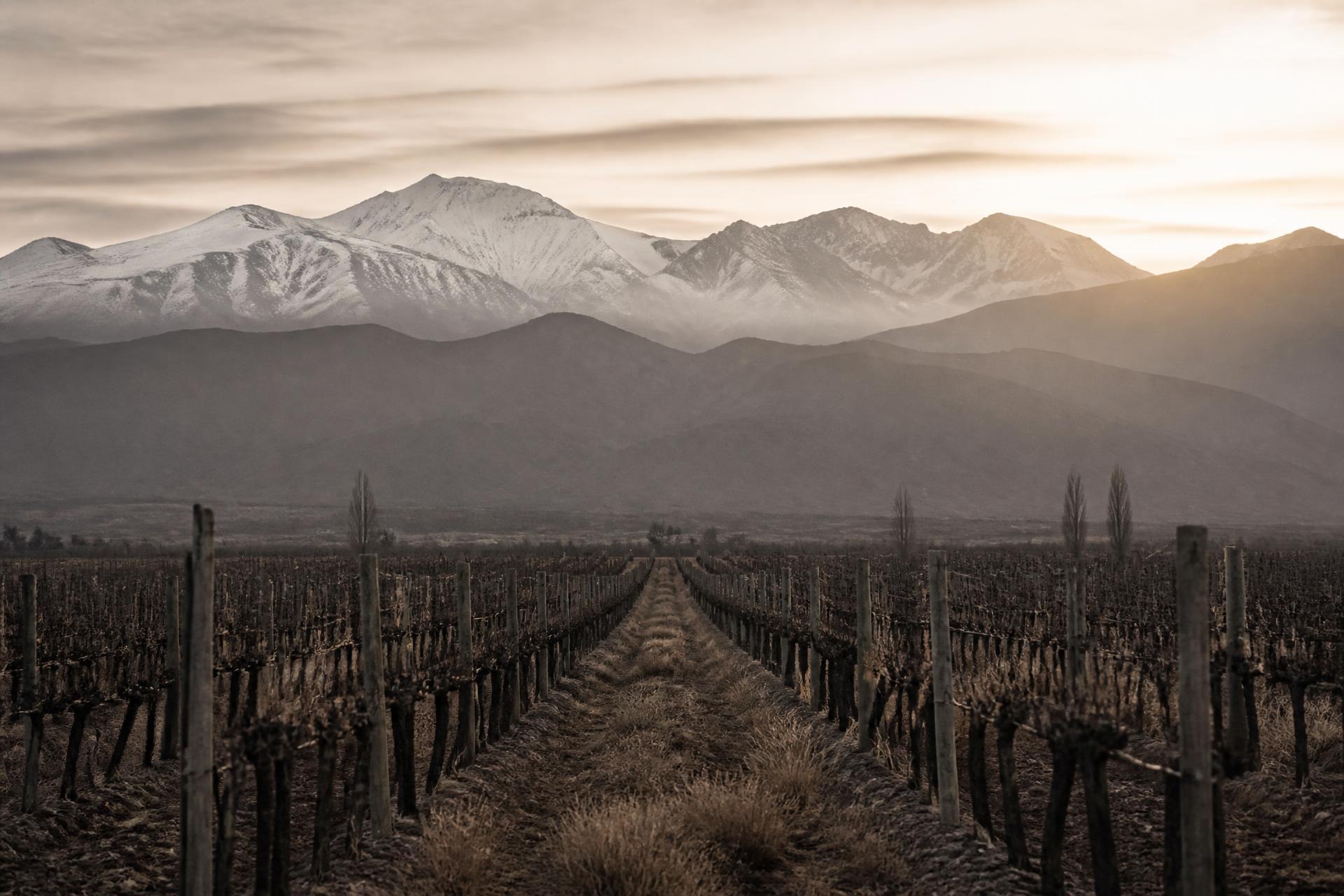 Viñedo mendocino al pie de la Cordillera de los Andes