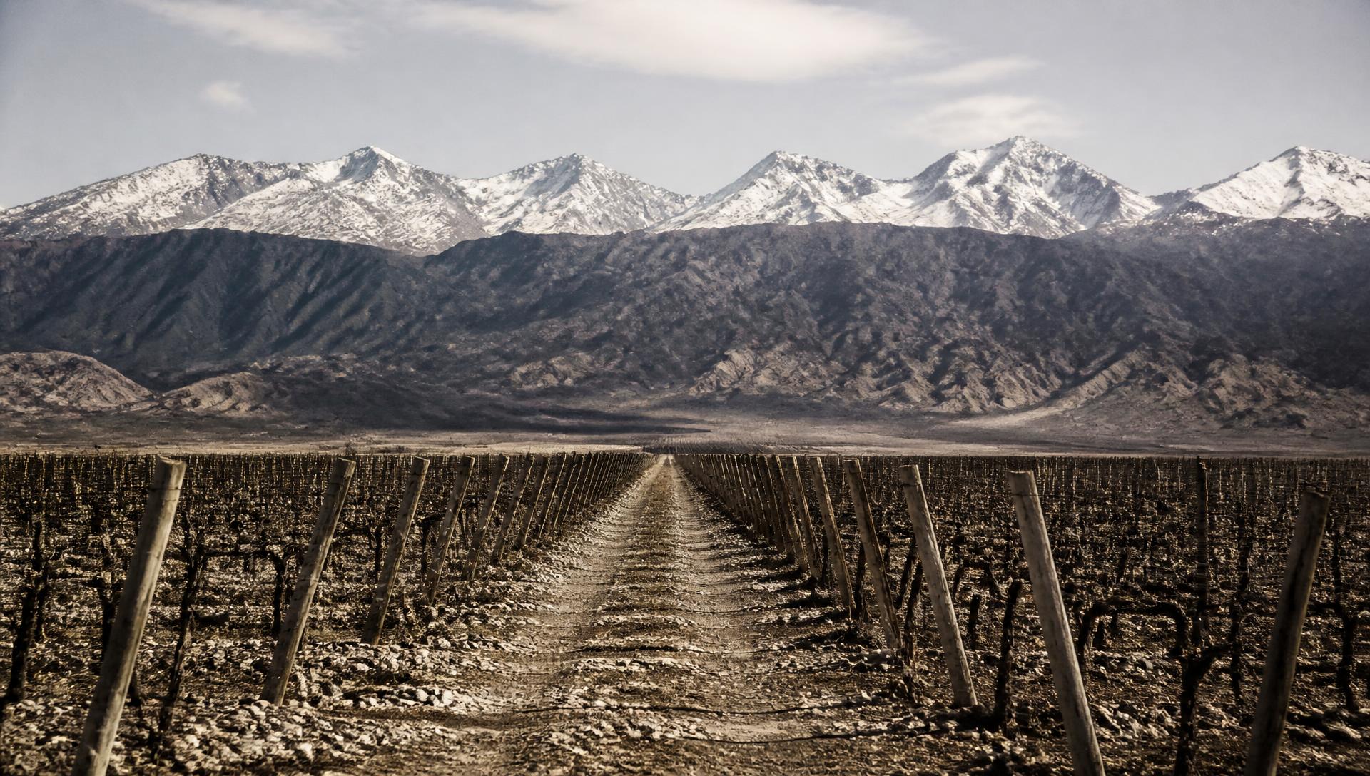 Cordillera de los Andes sobre los viñedos de Mendoza